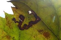 Stigmella tiliae