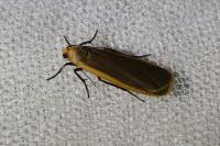 Katha depressa