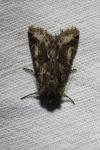 Allophyes oxyacanthae