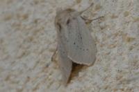 Rhizedra lutosa