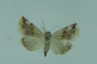 Eublemma ostrina