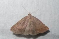 Zanclognatha lunalis