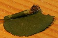 Parornix torquillella