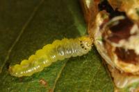 Parornix torquillella