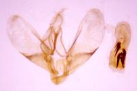 Scoparia basistrigalis