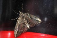 Thera cupressata