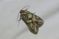 Dryobotodes eremita