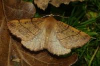 Colotois pennaria