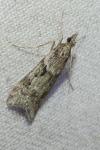 Eudonia angustea