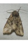 Mniotype solieri