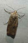 Noctua pronuba