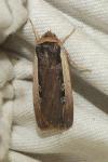 Ochropleura leucogaster