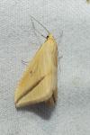 Rhodometra sacraria