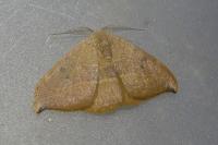 Watsonalla binaria/uncinula