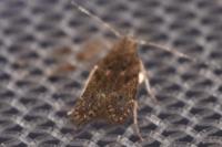 Monochroa hornigi