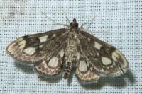 Anania coronata