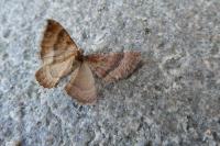 Larentia clavaria