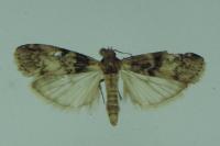 Euzophera pinguis