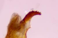 Mesapamea secalella
