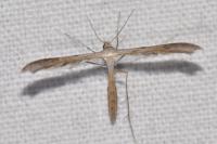 Stenoptilia zophodactyla