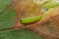 Coptotriche gaunacella