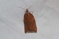 Acleris rhombana