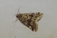 Hellula undalis