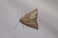 Compsoptera opacaria