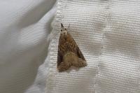 Schrankia costaestrigalis