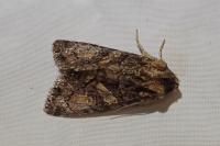 Dryobotodes tenebrosa