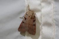 Eugnorisma glareosa