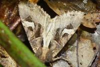 Trigonophora flammea