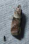 Acrobasis