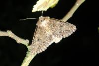 Anarta trifolii