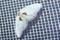 Cilix hispanica