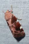 Cosmia diffinis