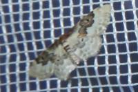 Idaea rusticata