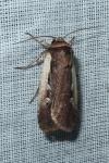 Ochropleura plecta