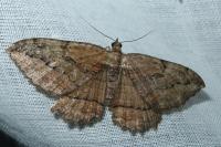 Philereme transversata