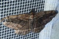 Philereme transversata