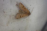 Agrochola lychnidis