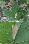 Phyllonorycter acerifoliella