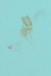 Bactra lancealana