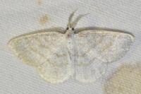 Cabera exanthemata