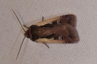 Ochropleura plecta