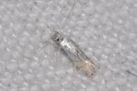 Phyllonorycter harrisella