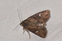 Mesapamea secalella