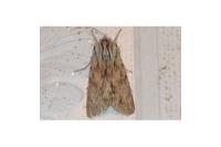Asteroscopus sphinx