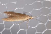 Coleophora flavipennella