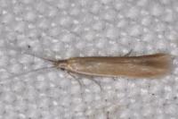 Coleophora caespititiella
